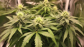Grow Room vs Grow Tent: Making the Right Choice for Your Indoor Garden