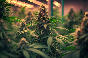 Indoor Grow lights: HPS vs CFL vs LED