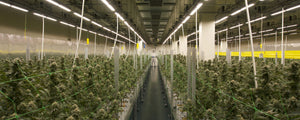 Cannabis cultivation effects of LED grow lights