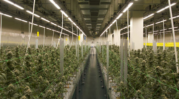 Cannabis cultivation effects of LED grow lights