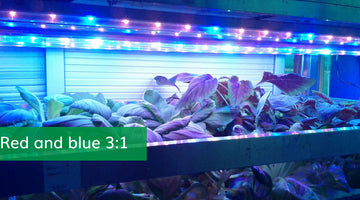 Don’t use the wrong light again! A must-read guide to grow lights for growing leafy vegetables in large areas