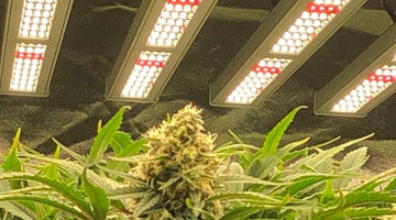 What are the functions of LED grow lights?
