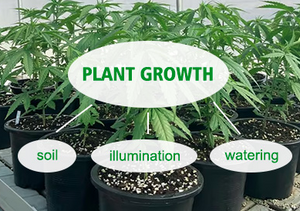 Why are your plants slow to grow? 3 common issues.