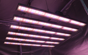 Why choose LED grow lights for your plants?