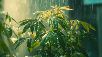Overwatering or Not? How to Watering Your Cannabis Plants