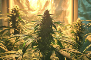 Marijuana Grow Lights