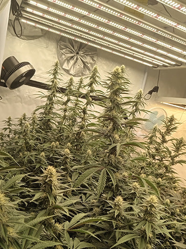 Best Grow Lights for Sale: Complete Guide to Full Spectrum LED Plant Lights