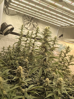 Best Grow Lights for Sale: Complete Guide to Full Spectrum LED Plant Lights