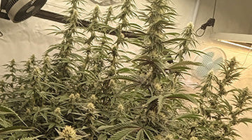Best Grow Lights for Sale: Complete Guide to Full Spectrum LED Plant Lights