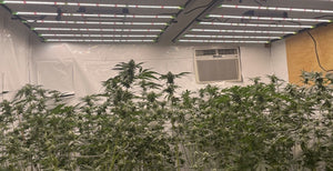 Lighting In Cannabis Cultivation: HPS Vs LED