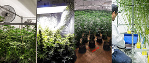 Must Read for Cannabis Growers: How to Dramatically Boost Your Harvest by Optimizing Air Circulation