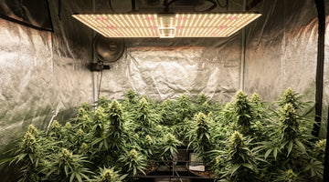  Grow Tent with led grow light