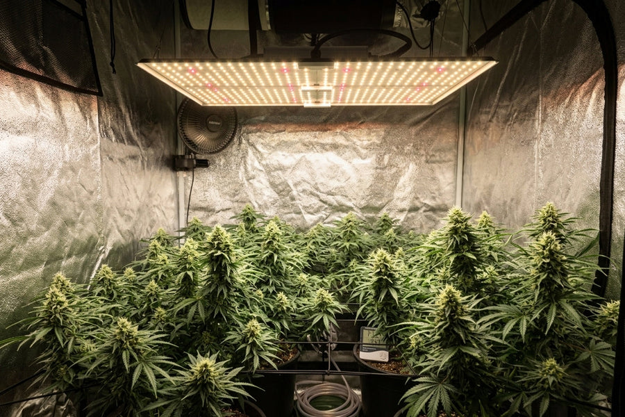 TheOneGrow indoor grow tent with LED grow light for choosing the right tent size in 2026