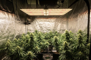 TheOneGrow indoor grow tent with LED grow light for choosing the right tent size in 2026