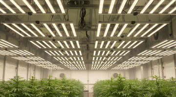 The Ultimate 2026 Guide to Choosing Indoor Plant Grow Lights in South Africa