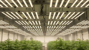 TheOneGrow indoor plant grow lights guide for chillies tomatoes herbs and South Africa homes