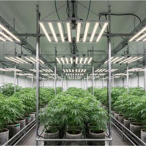 TheOneGrow best grow light South Africa guide for PPFD spectrum efficiency and heat control