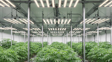 TheOneGrow best grow light South Africa guide for PPFD spectrum efficiency and heat control