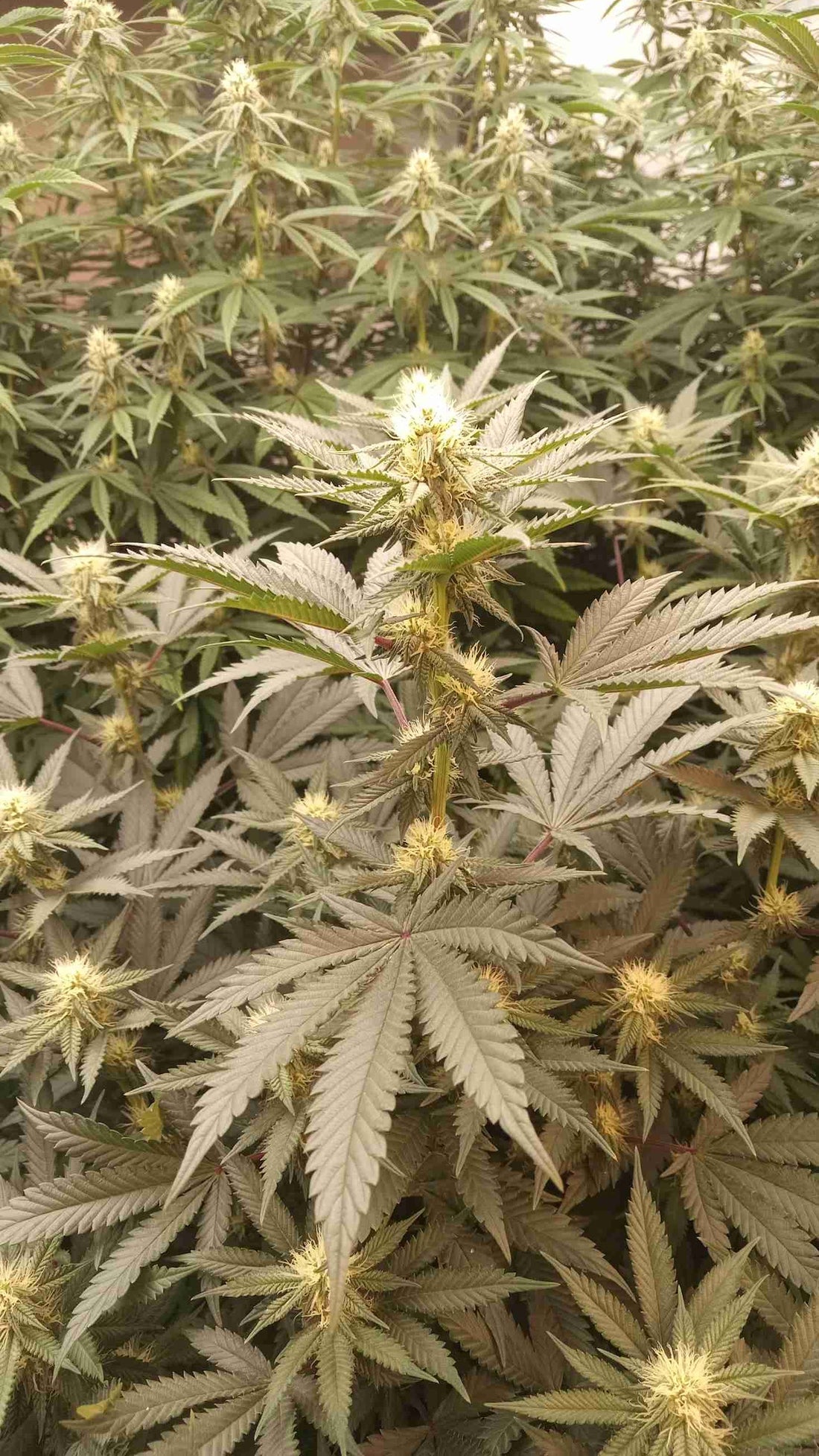 Grow cannabis with 1600watt LED Grow Light