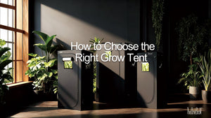 How to Choose the Right Grow Tent:Everything You Want to Know