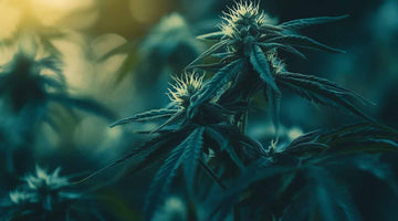 cannabis growth