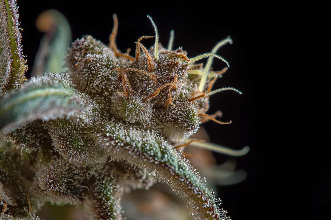 Dagga Plant Yield: A Complete Growing Guide