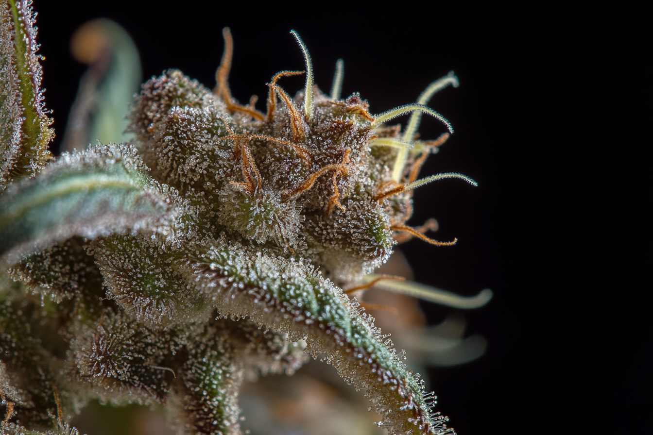Indoor & Outdoor Growing Techniques :Yield Optimization Guide  TheOneGrow