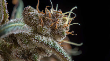 Dagga Plant Yield: A Complete Growing Guide