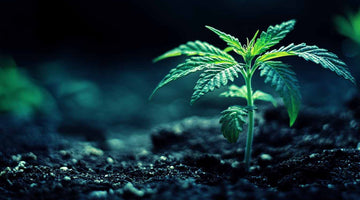 Why Use LED Lights to Grow Cannabis