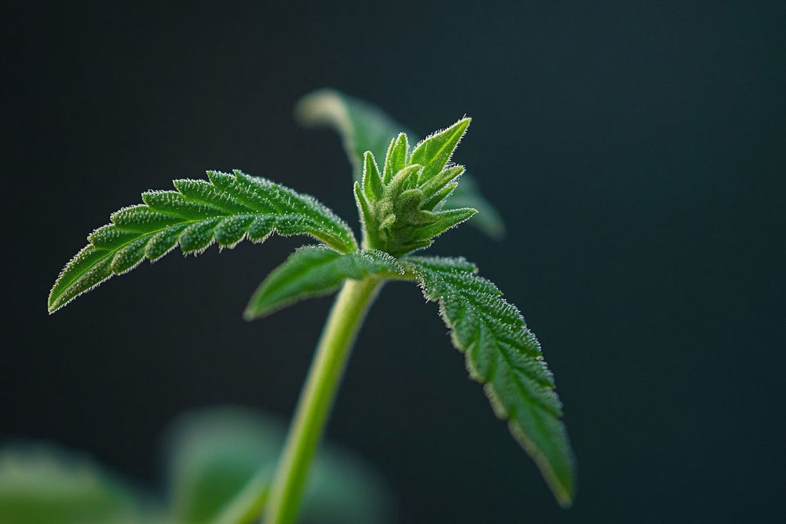 plant growth