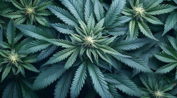  legalised marijuana