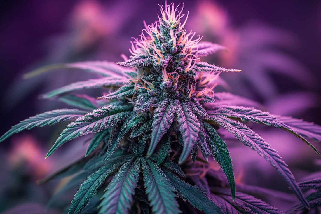 Cannabis Growth 