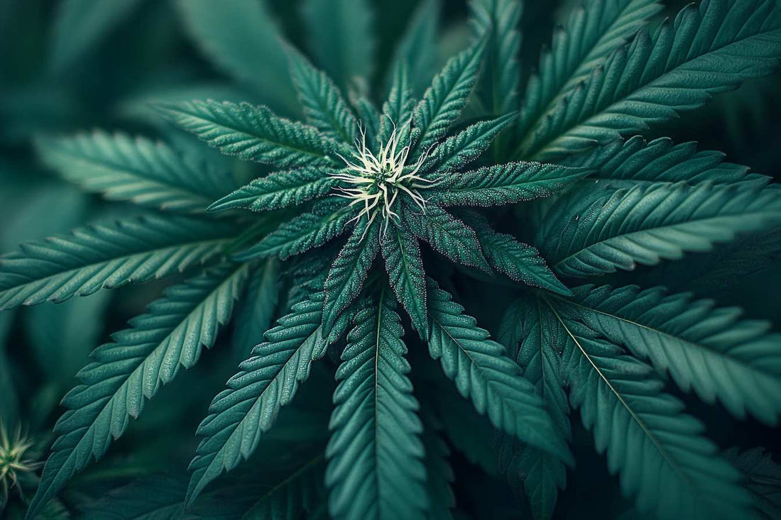 How to Grow Marijuana Indoors