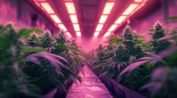 led grow light of cannabis