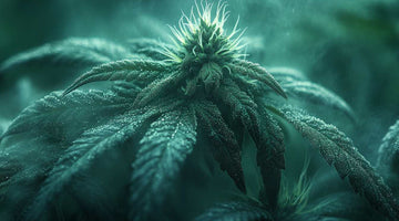  cannabis growth