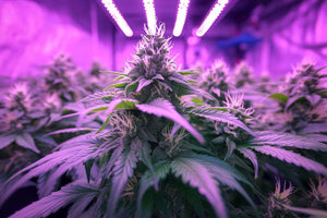 Best LED Grow Lights in South Africa