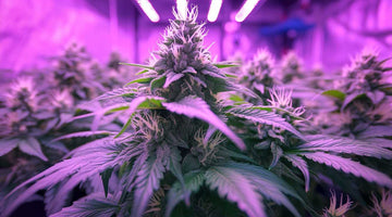 Best LED Grow Lights in South Africa