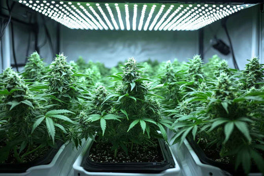 dimmable LED grow light 