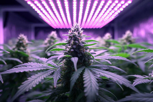 quantum board LED grow light
