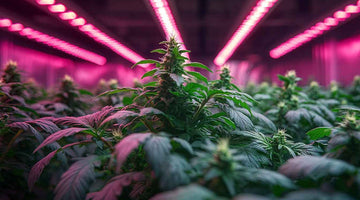 Best grow lights for cannabis