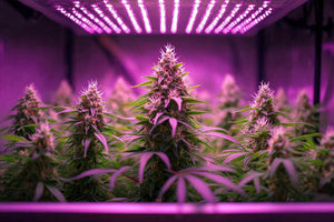 cannabis grow light