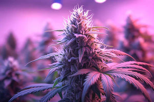 Best grow lights for marijuana