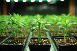 Effect of LED grow lights on cannabis cultivation