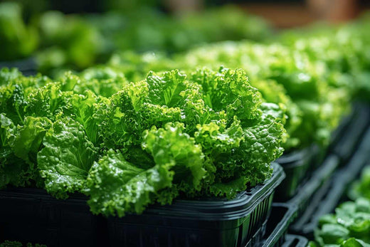 Don’t use the wrong light again! A must-read guide to grow lights for growing leafy vegetables in large areas