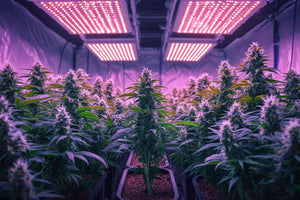 Best LED Grow Light