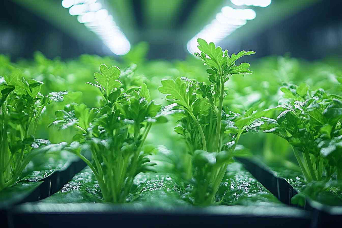Full Spectrum LED Grow Light