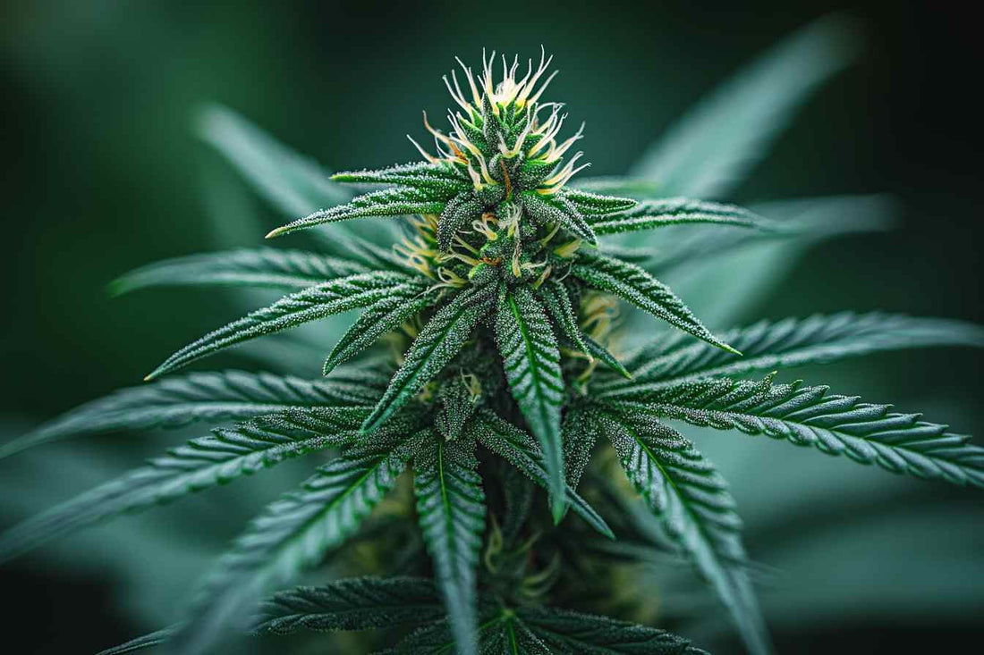  Marijuana