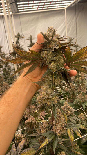 use 800w led grow light for growth weed