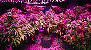 Best grow lights for cannabis: How to choose?