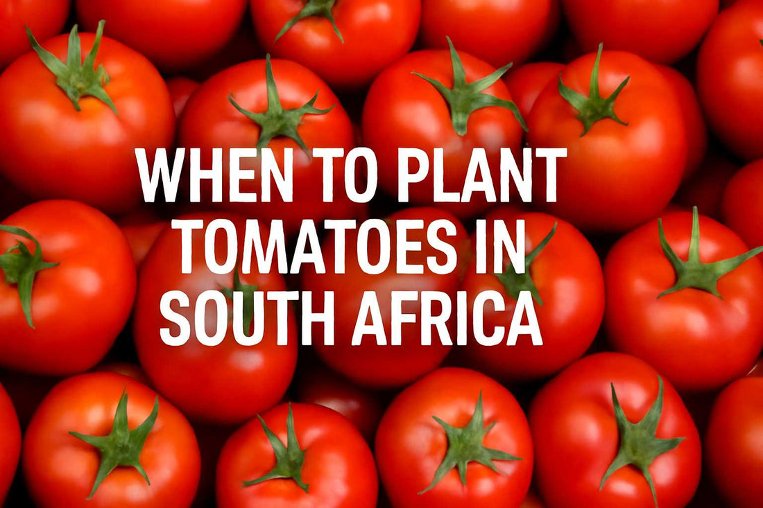 When to Plant Tomatoes in South Africa